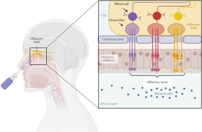 Operational mechanisms and application advances in artificial olfactory systems | BioMedical Engineering OnLine