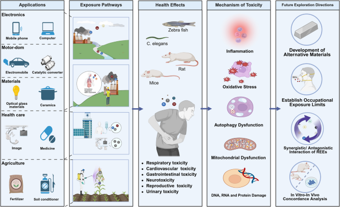 Adverse effects and underlying mechanism of rare earth elements |  Environmental Health | Springer Nature Link