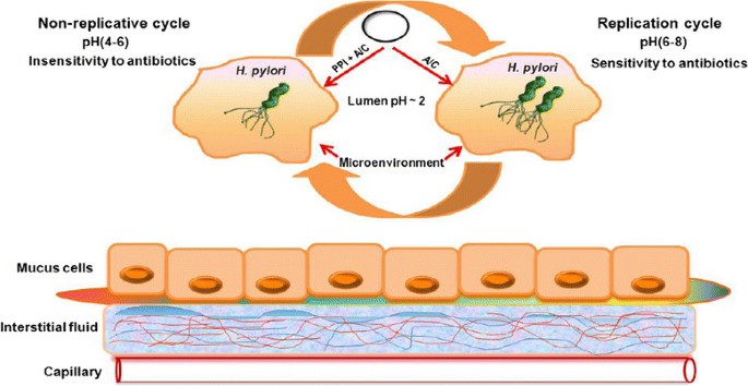 glutathione h pylori Maia's paper on H. pylori catabolism of host glutathione is online main image 0
