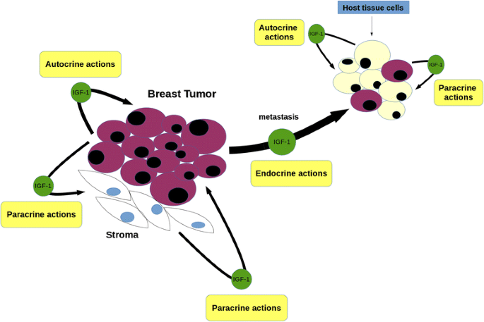 The role of the insulin-like growth factor-1 system in breast cancer |  Molecular Cancer