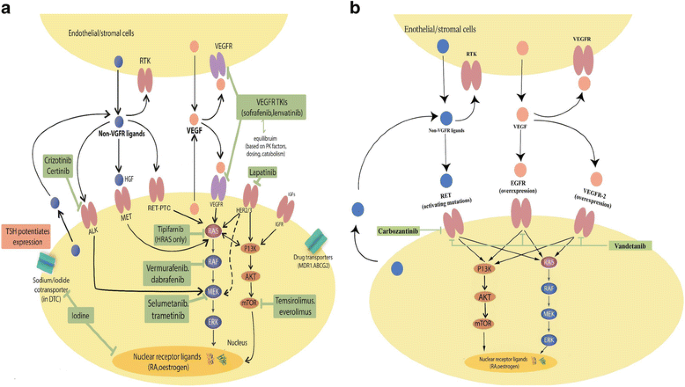 zepbound tirzepatide mechanism of action Tirzepatide Explained: The Future of Weight Management