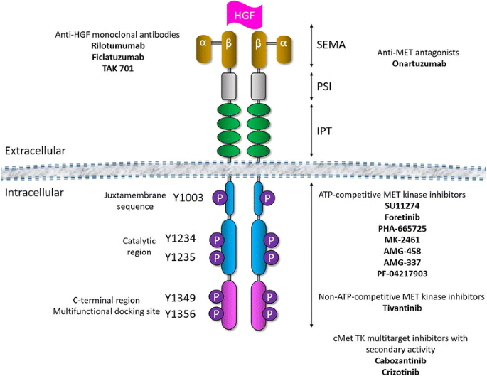 dihexa peptide for sale dihexa peptide dosage GHK-Cu peptide for Sale