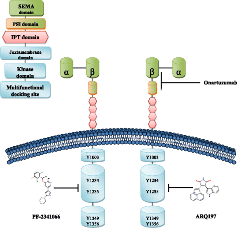 Function of the c-Met receptor tyrosine kinase in carcinogenesis and  associated therapeutic opportunities | Molecular Cancer | Springer Nature  Link