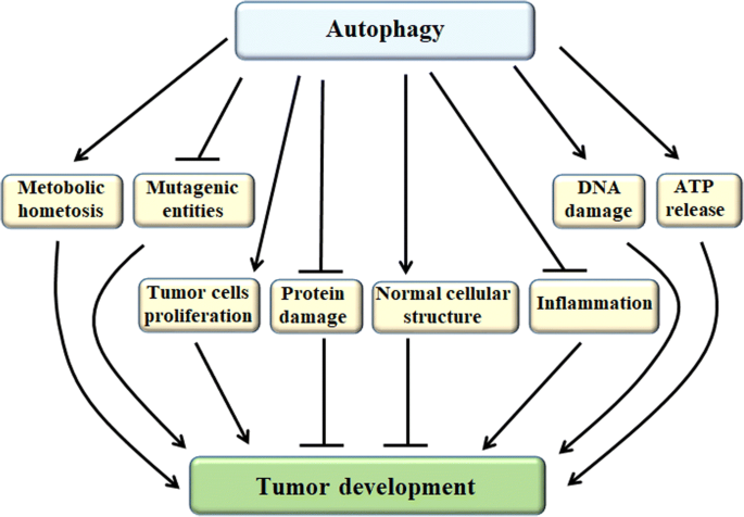 Full article: Interactions of Autophagy and the Immune System in Health and  Diseases