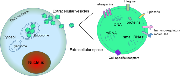 miR-130a and Tgfβ Content in Extracellular Vesicles Derived from