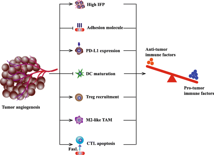 ghk-cu angiogenesis cancer risk Frontiers Synergistic effect of immune checkpoint
