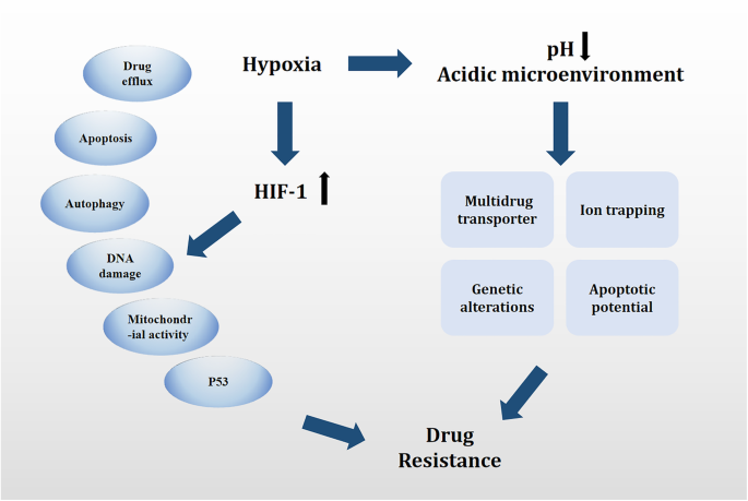 does dihexa cause cancer Peptide: Complete Guide to Synaptogenesis (2026) Role of hypoxia in cancer