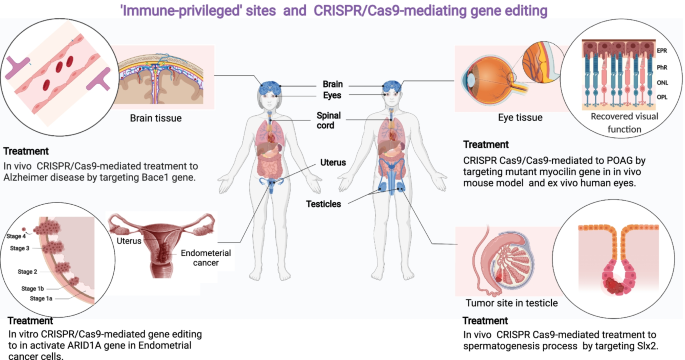 Strategies to overcome the main challenges of the use of CRISPR/Cas9 as a  replacement for cancer therapy, Molecular Cancer