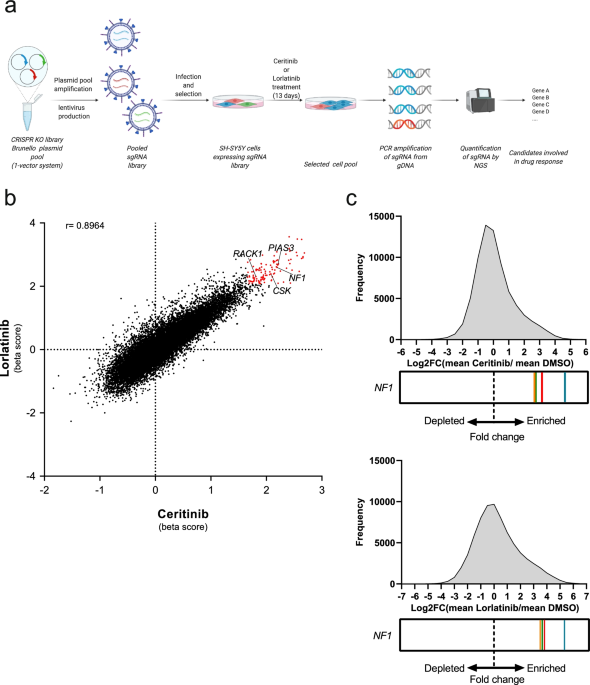 Mutations in ALK signaling pathways conferring resistance to ALK inhibitor treatment lead to collateral vulnerabilities in neuroblastoma cells