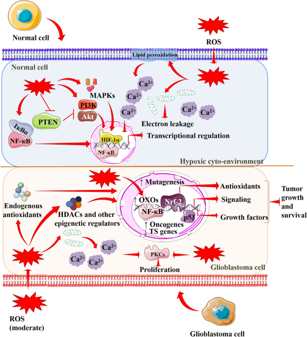 glutathione brain cancer Antioxidants in brain tumors: current therapeutic significance and future  prospects | Molecular Cancer