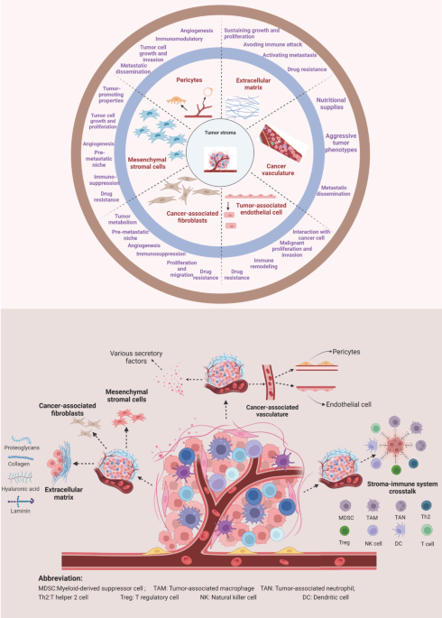 Targeting the tumor stroma for cancer therapy | Molecular Cancer | Full Text