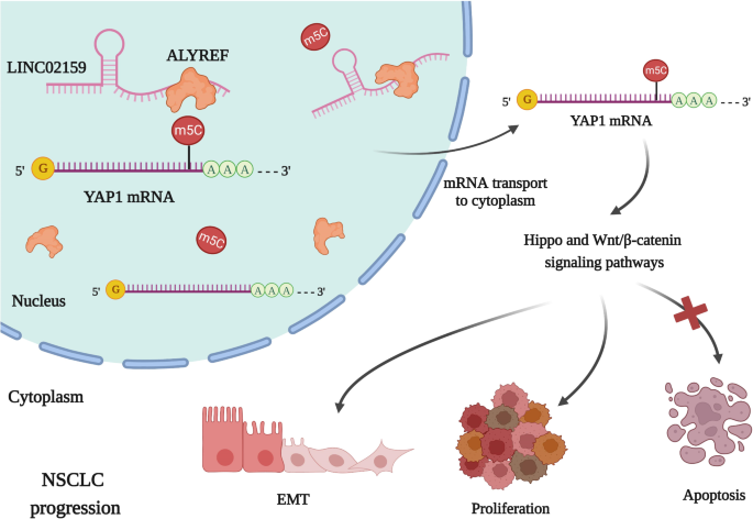 An ALYREF-MYCN coactivator complex drives neuroblastoma tumorigenesis  through effects on USP3 and MYCN stability