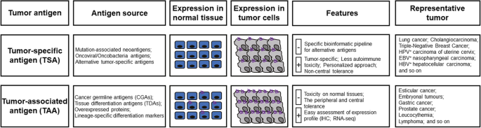 The screening, identification, design and clinical application of  tumor-specific neoantigens for TCR-T cells, Molecular Cancer