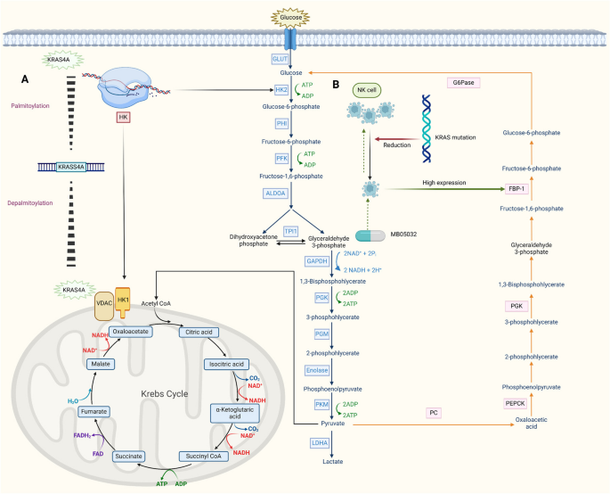 kras mutation and glutathion glynac The Metabolic Landscape of RAS-Driven Cancers from biology to therapy The roles of KRAS in