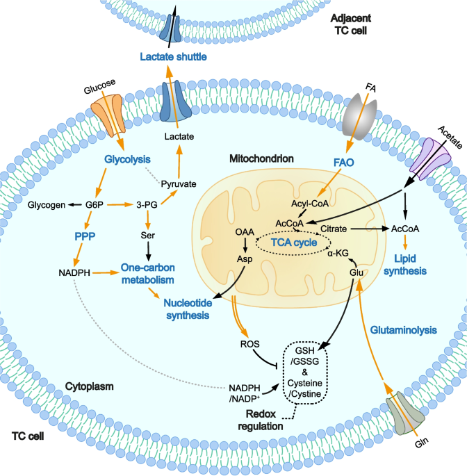 does acetyl l carnitine affect thyroid Reprogramming of Thyroid Cancer Metabolism: from Mechanism to Therapeutic  Strategy | Molecular Cancer