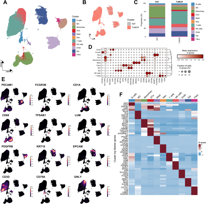 results rna glutathione Single-cell multi-omics reveals that FABP1 + renal cell carcinoma drive tumor angiogenesis through the PLG-PLAT axis under fatty acid reprogramming | Molecular Cancer Copper tripeptide acetate (GHK-Cu