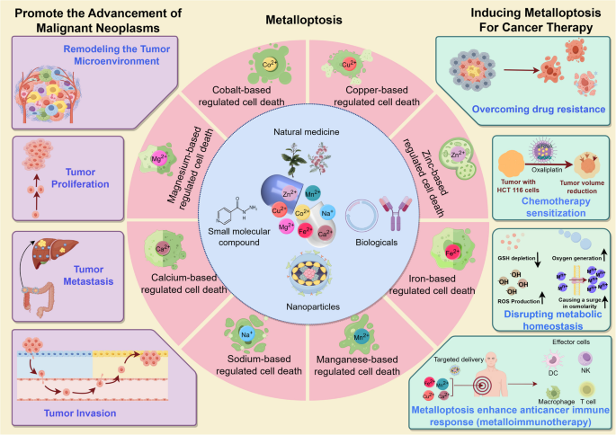 sinha et al. 2018 liposomal glutathione eur j clin nutr Targeting metalloptosis in tumor therapy: from molecular mechanisms to application of metal nanoparticles | Molecular Cancer Size:1 Gram Glow Built on Trust centella