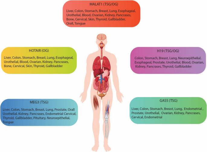 is it safe to take glutathione without gallbladder MALAT1 as a molecular driver of tumor progression, immune evasion, and  resistance to therapy | Molecular Cancer