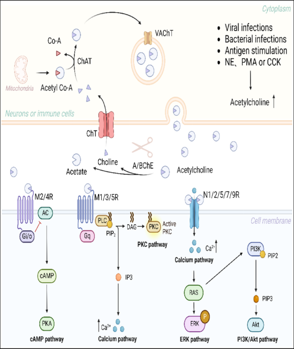 The role of acetylcholine and its receptors in tumor immune regulation: mechanisms and potential therapeutic targets | Molecular Cancer