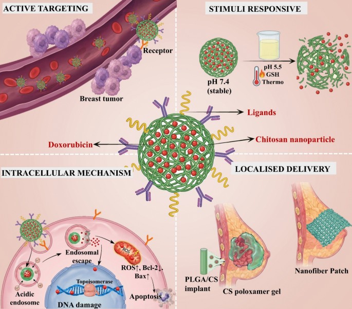 Multifunctional chitosan–doxorubicin nanocarriers: advancing targeted breast cancer chemotherapy | Molecular Cancer