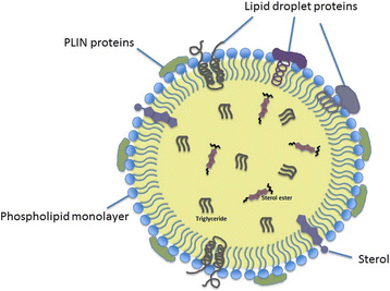 c elegans lipid droplet structure droplets in neurodegenerative diseases: pathological drivers and therapeutic vulnerabilities The Janus-Faced Role of Lipid