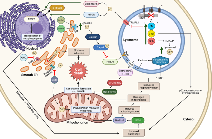 Impaired Autophagy in the Lipid-Storage Disorder Niemann-Pick Type C1  Disease - ScienceDirect