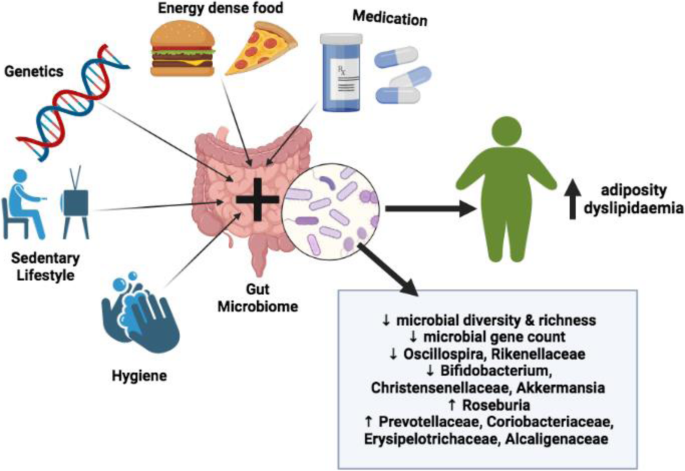 Schizophrenia and obesity: May the gut microbiota serve as a link for the  pathogenesis? - Wu - 2023 - iMeta - Wiley Online Library