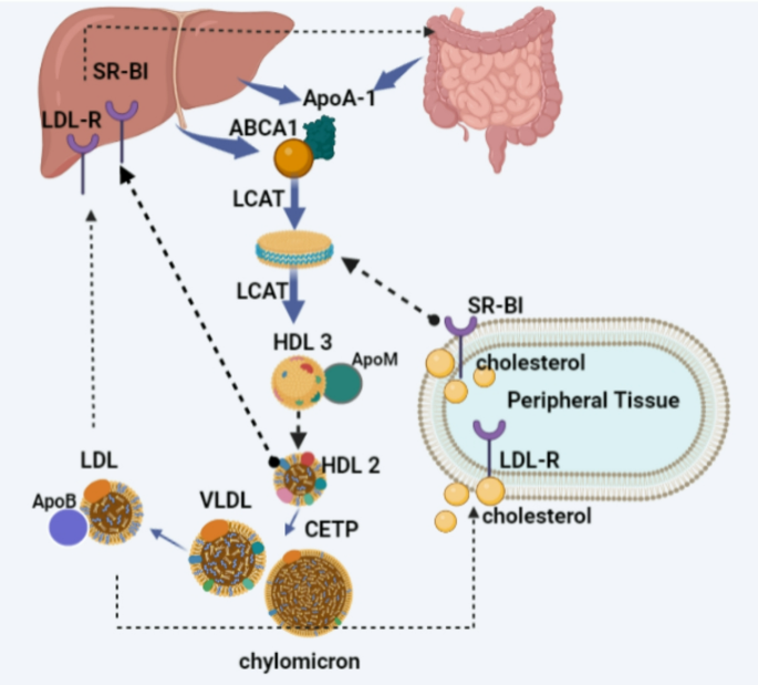 statpearls apolipoprotein c ii lipoprotein lipase cofactor C-II: New findings related to genetics, biochemistry, and role in triglyceride metabolism Apolipoproteins in vascular biology and