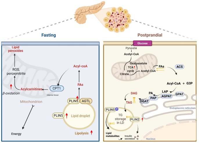where do you inject glp-1 The 3 Most Common GLP-1 Injection Sites