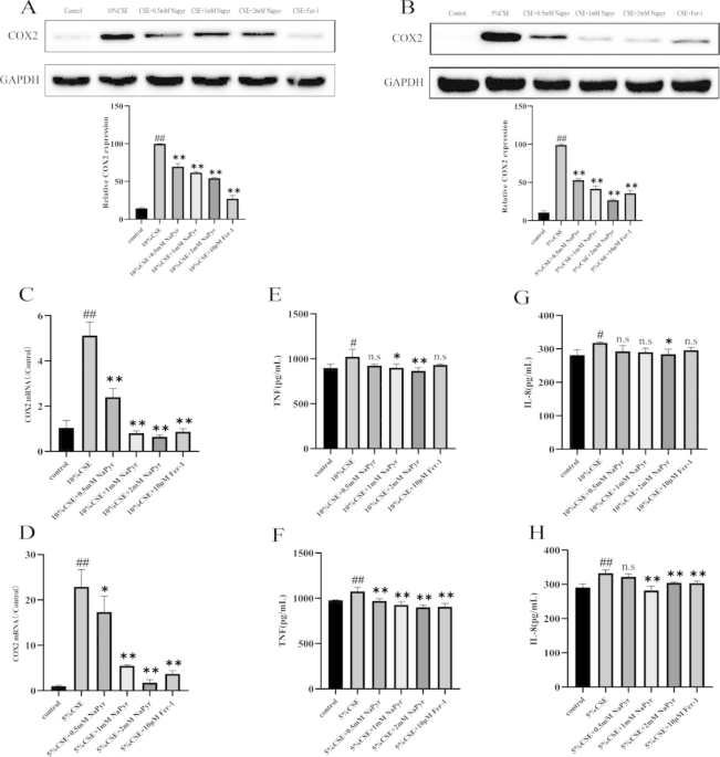 Sodium pyruvate exerts protective effects against cigarette smoke  extract-induced ferroptosis in alveolar and bronchial epithelial cells  through the GPX4/Nrf2 axis | Journal of Inflammation | Full Text