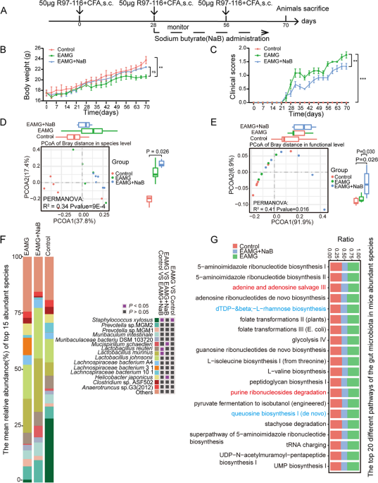 Sodium butyrate alleviates R97-116 peptide-induced myasthenia