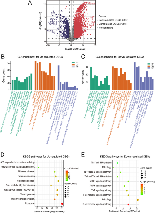 Sodium butyrate alleviates R97-116 peptide-induced myasthenia