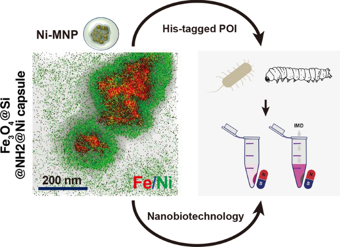Ni-modified magnetic nanoparticles for affinity purification of His-tagged  proteins from the complex matrix of the silkworm fat body | Journal of  Nanobiotechnology | Full Text