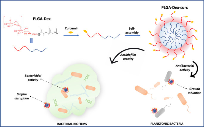 Antibacterial activity and antibiotic-modifying action of