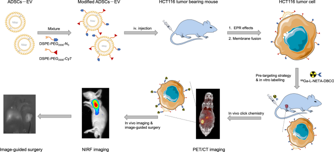 In Vivo Real-Time Imaging of Extracellular Vesicles in Liver