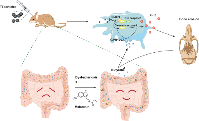 Sodium butyrate alleviates R97-116 peptide-induced myasthenia