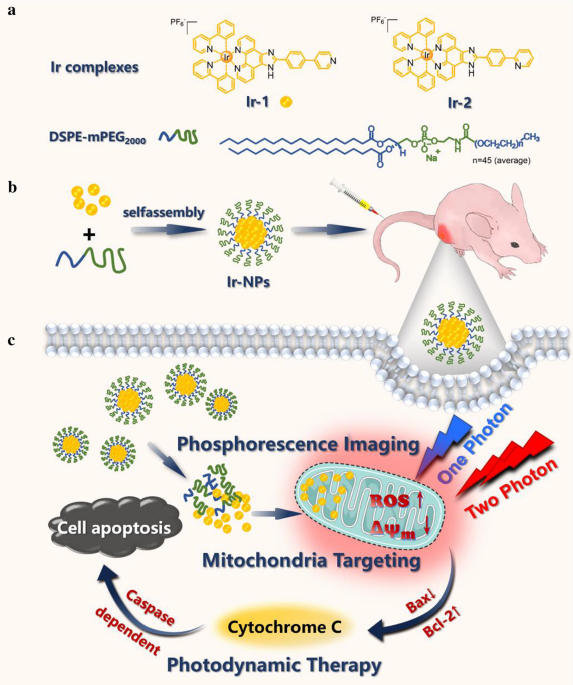 Multifunctional AIE iridium (III) photosensitizer nanoparticles for two- photon-activated imaging and mitochondria targeting photodynamic therapy, Journal of Nanobiotechnology