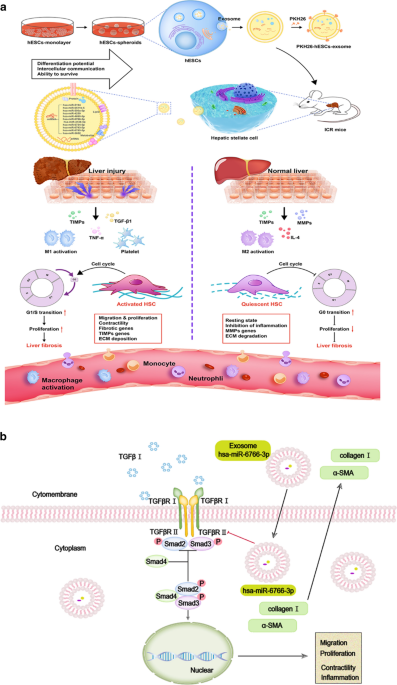 In Vivo Real-Time Imaging of Extracellular Vesicles in Liver Regeneration  via Aggregation-Induced Emission Luminogens