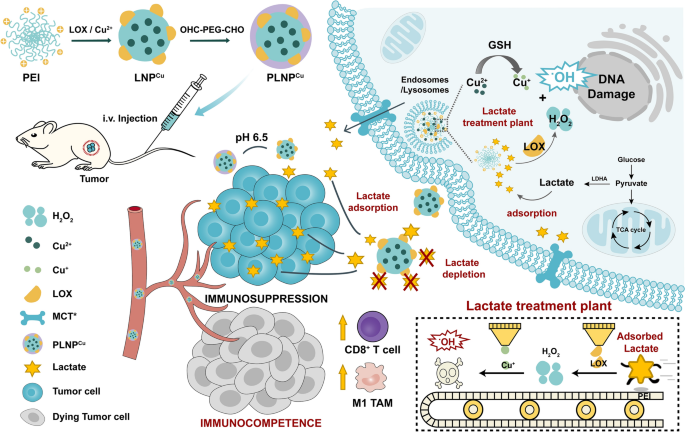 Nanofactory for metabolic and chemodynamic therapy: pro-tumor lactate  trapping and anti-tumor ROS transition | Journal of Nanobiotechnology |  Full Text
