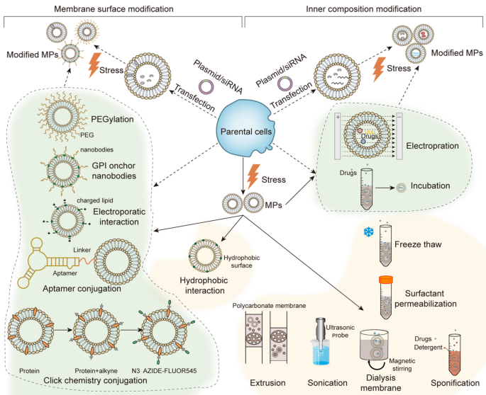 A Cell Type Selective YM155 Prodrug Targets Receptor-Interacting Protein  Kinase 2 to Induce Brain Cancer Cell Death