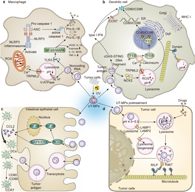 A Cell Type Selective YM155 Prodrug Targets Receptor-Interacting Protein  Kinase 2 to Induce Brain Cancer Cell Death