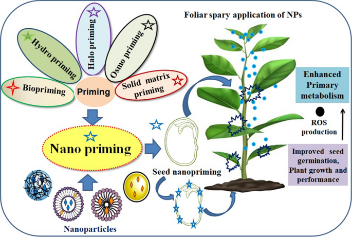 PDF) Effects of the size of sown seed on growth and yield of