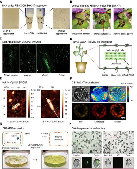 Blooming growth of durable carbon nanotubes bundles from graphite