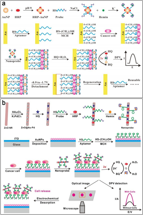 DNAzyme-Based Biosensors: Immobilization Strategies, Applications, and  Future Prospective