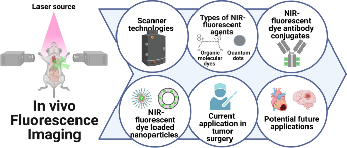 Commonly used techniques for in vivo testing with NPs, which may lead