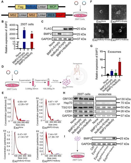 In Vivo High-Resolution Bioimaging of Bone Marrow and Fracture