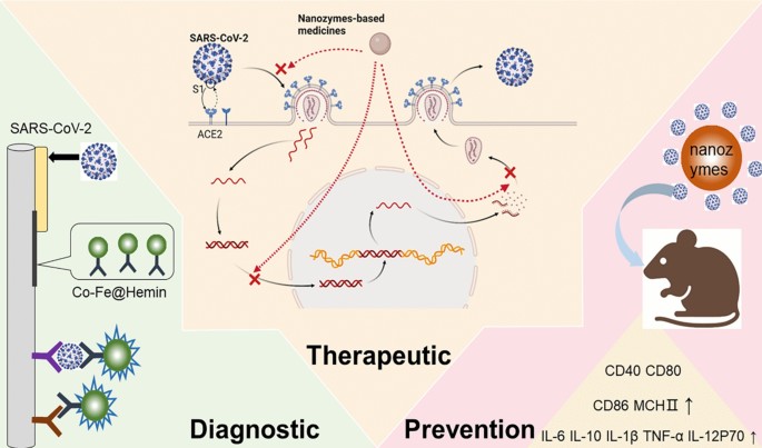 Utilizing nanozymes for combating COVID-19: advancements in diagnostics,  treatments, and preventative measures | Journal of Nanobiotechnology |  Springer Nature Link
