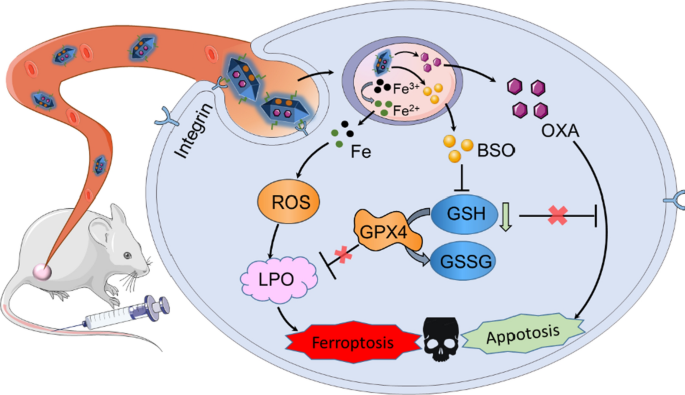 buthionine sulfoximine and glutathione depletion Iron-based metal-organic framework co-loaded with oxaliplatin for enhanced cancer chemo-ferrotherapy via sustainable elimination | Journal of Nanobiotechnology D,L-Buthionine sulfoximine | CAS 83730-53-4