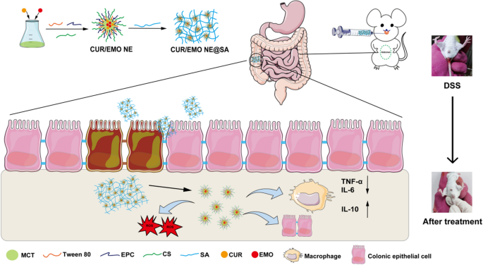 Stimulation–Inhibition of Protein Release from Alginate Hydrogels Using  Electrochemically Generated Local pH Changes