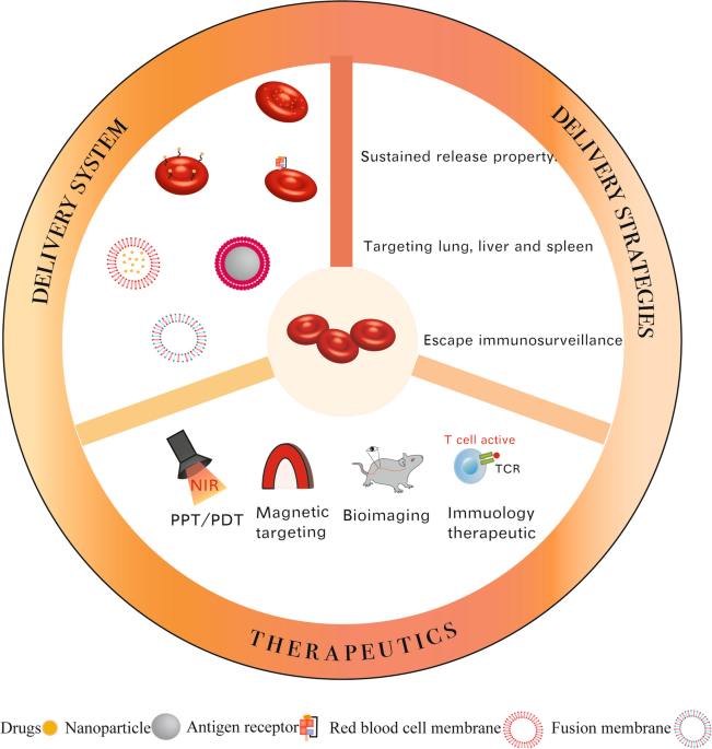 New features of the cell wall of the radio-resistant bacterium